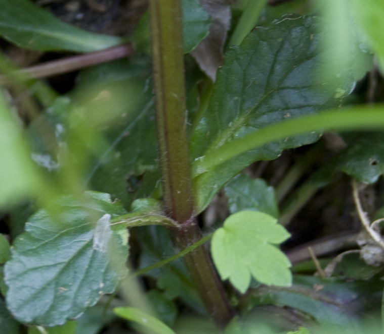 Ajuga reptans